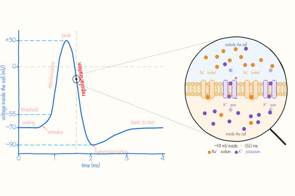 Hand-drawn action potential graph with the membrane zoomed in to show open ion channels