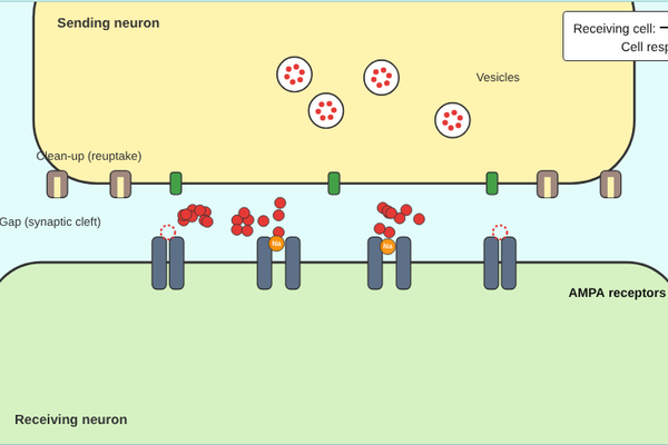 Two neurons with vesicles releasing neurotransmitter across the synaptic gap onto receptors