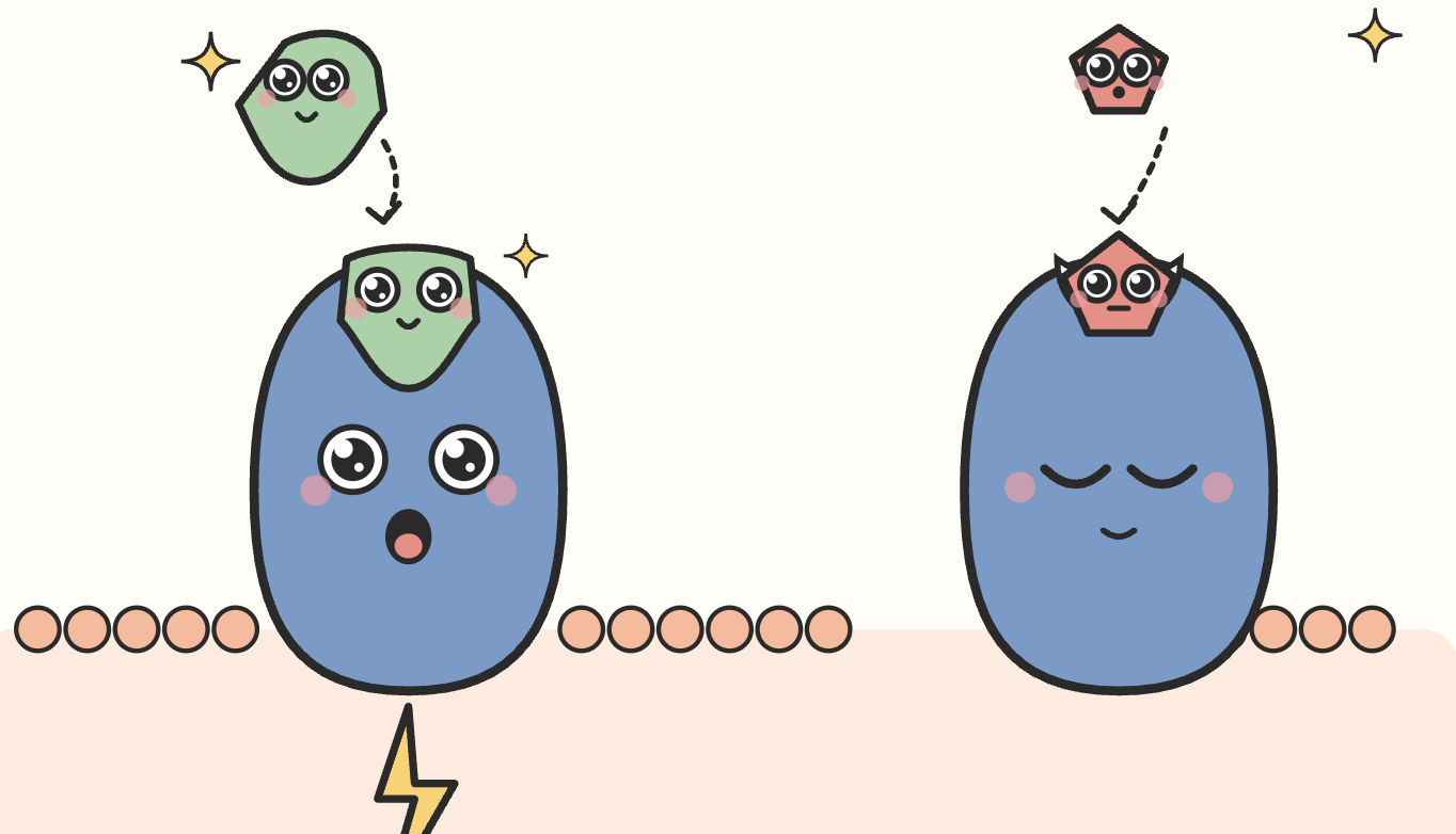 Brain diagram showing where a neurotransmitter's neurons start and where their fibers travel