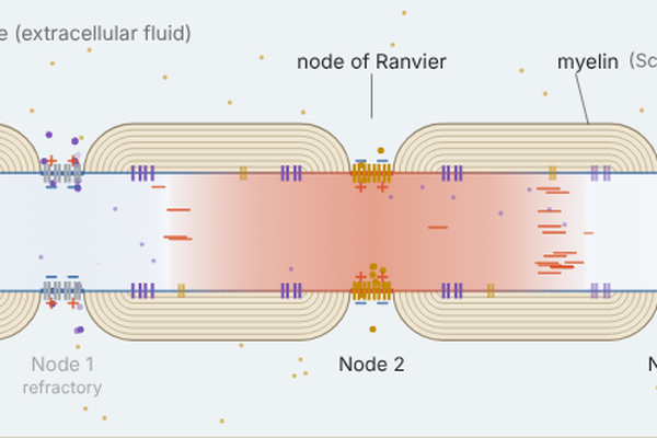 Myelinated axon with nodes of Ranvier and current spreading between them